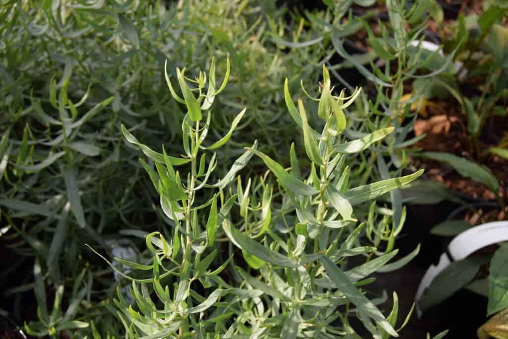 Artemisia dracunculus <span class="hidden specialOffer"></span> ---